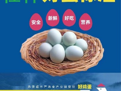 杜仲乌鸡（绿壳）蛋图4
