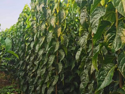 杜仲育苗阶段除草成本控制图2