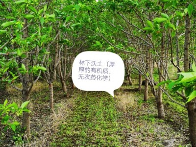 金山古火山杜仲雄花茶图3