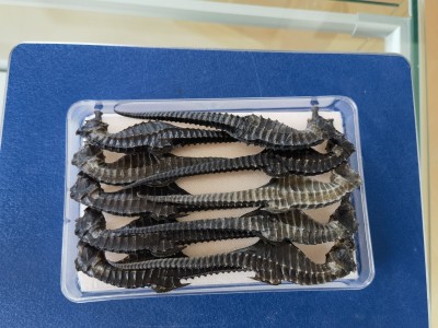 海马系列产品图2