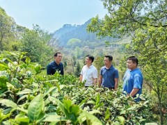 广东乐昌：茶园间种杜仲 探索林业产业发展新路径